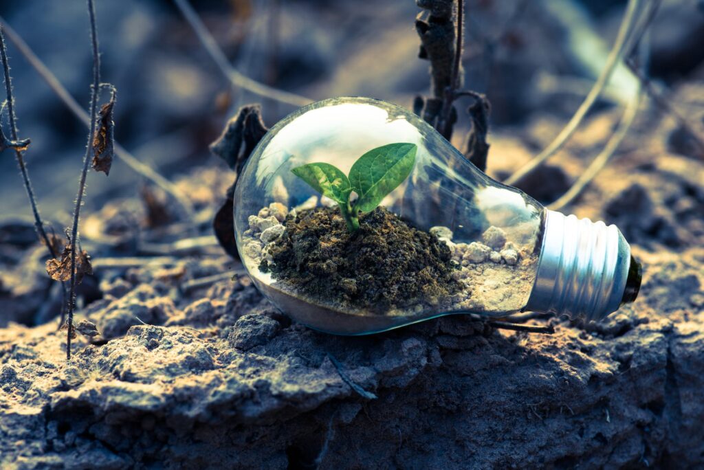 clear light bulb planter on gray rock. World Environment Day books