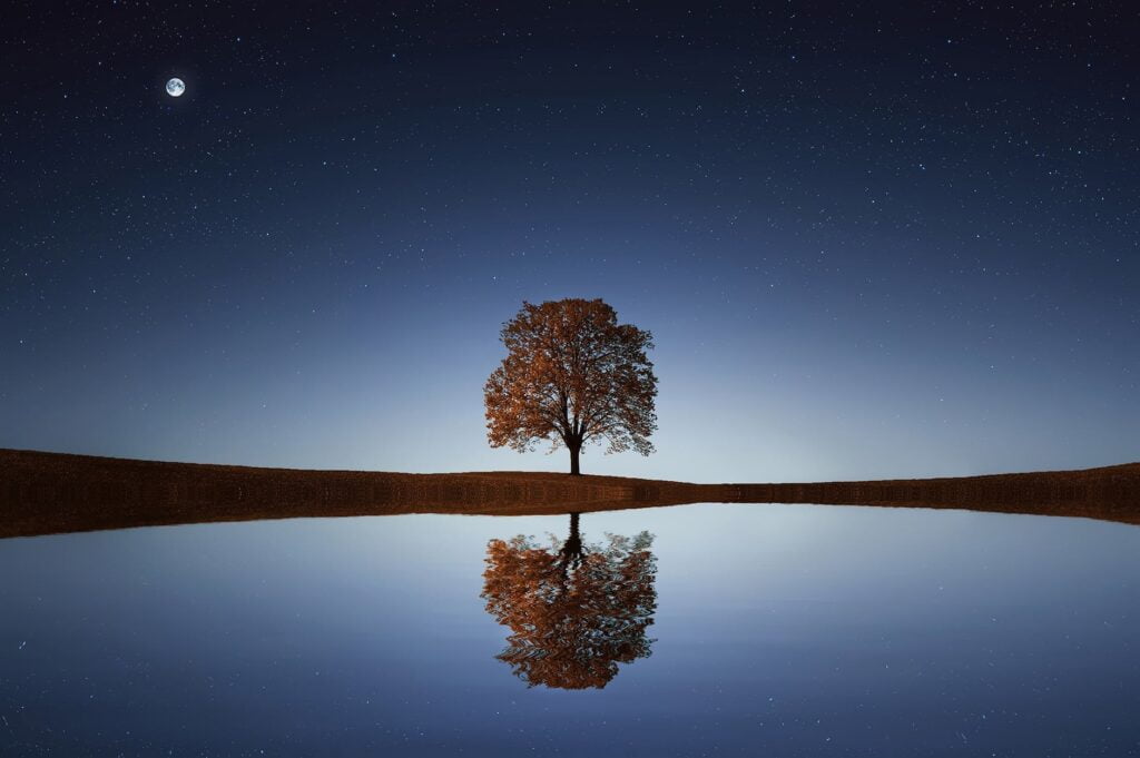green tree for Loneliness Awareness Week